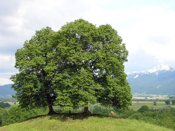 Kadrioru-park-istutab-88-uut-pärnapuud.jpg