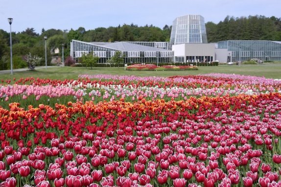 Tallinna-Botaanikaaia-tulbifestival-avatakse-emadepäeval_Foto_erakogu.jpg