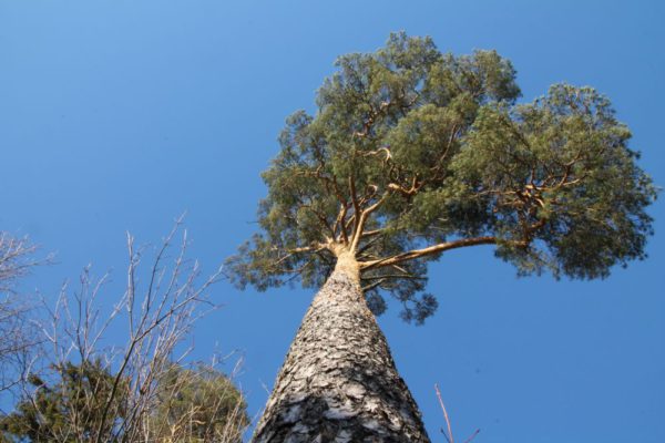 Uus-metsaseadus-muudab-metsade-majandamise-looduslähedasemaks.jpg