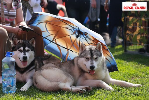 Royal-Canin.jpg