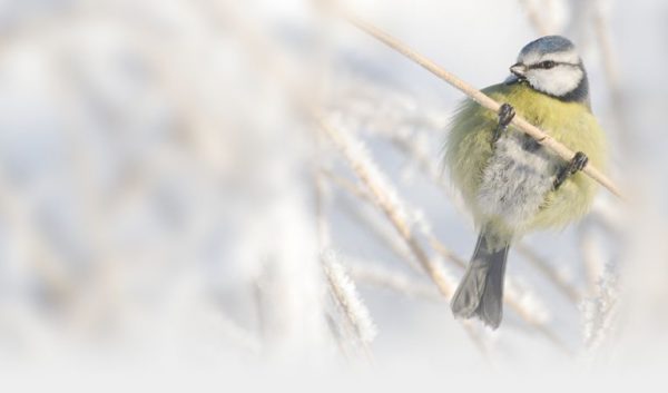 Reedest-pühapäevani-toimub-Talvine-aialinnuvaatlus-2014.jpg