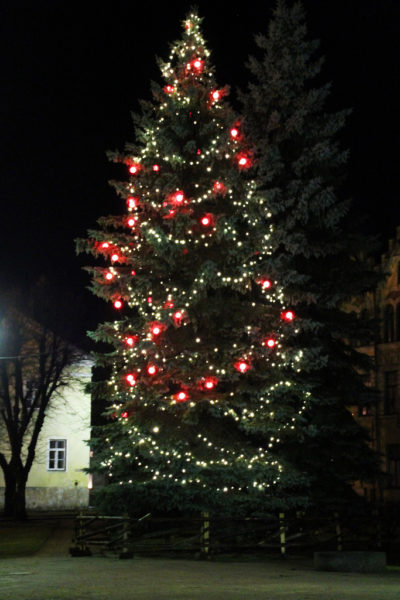 Riigimetsast-toodi-rekordilised-8700-jõulupuud.jpg