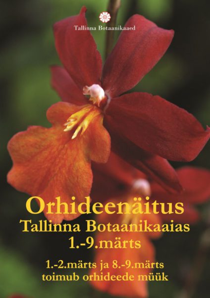Tallinna-Botaanikaaias-toimub-eksootiliste-orhideede-näitus1.jpg