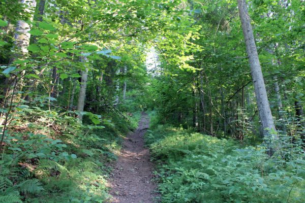 Metsanädal-viib-metsanduse-eksperdid-koolidesse-teadmisi-jagama.jpg