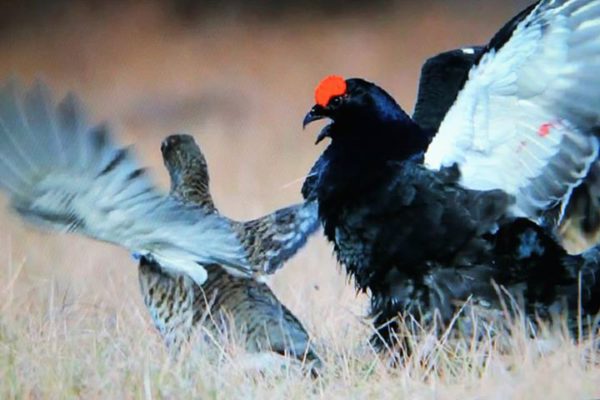Tornide-linnuvaatluspäev-tõi-linde-jälgima-rekordarv-loodushuvilisi.jpg