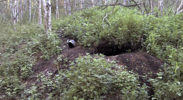 RMK-looduskaamera-jälgib-mägraelu.png