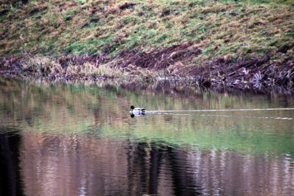 Keskkonnaamet-laseb-järvedesse-ligi-200-000-angerjamaimu.jpg