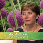 Maie-Matšenas.png