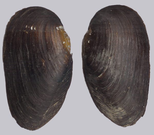 Margaritifera_margaritifera-buiten.jpg