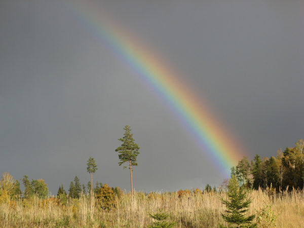 Maastike-puhastamine-lagunenud-hoonetest-kogub-hoogu.jpg