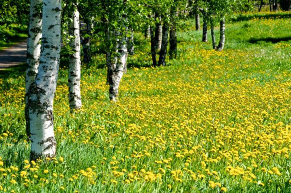 Harjumaa-otsib-oma-tegijaid.jpg