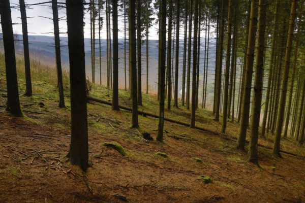 Algas-rahvusvaheline-võistlus-Noored-Euroopa-Metsades.jpg