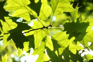 leaves-6-1363963-m.jpg