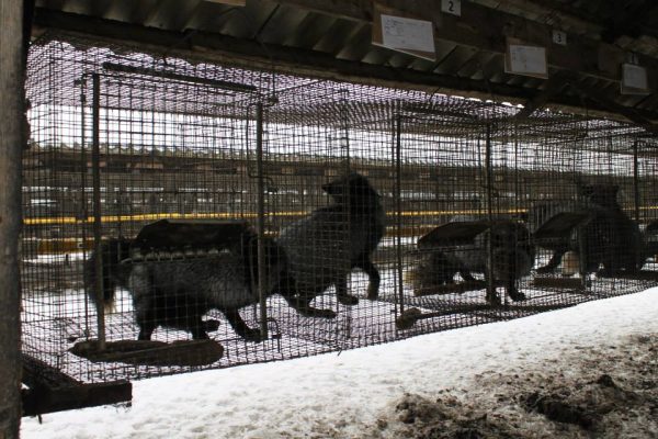 karjakula-karusloomafarm-Loomade-Nimel-FB8.jpg