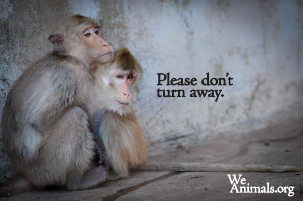 Eestisse-saabub-auhinnatud-Kanada-loomafotograaf-Jo-Anne-McArthur.jpg
