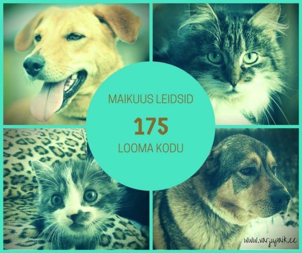 SUPER-Lehekuu-andis-paljudele-lemmikutele-uue-elu.jpg