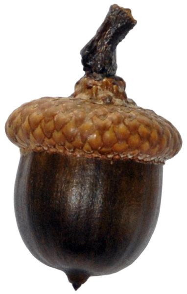 Tammetõru.jpg