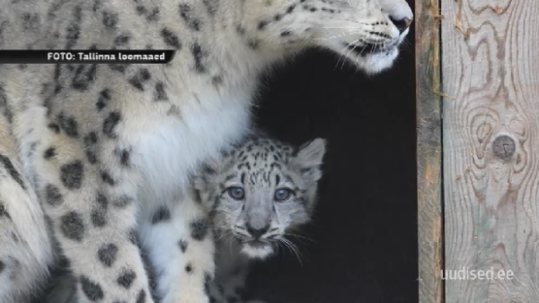 Lumeleopard.png