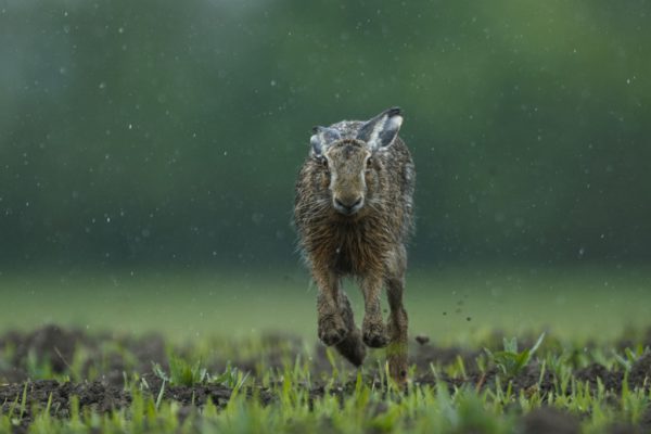Vereta-Jahi-võidutöö_jänes_Jarek-Jõepera.jpg