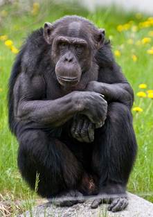 Šimpans Foto: Maaja Kitsing