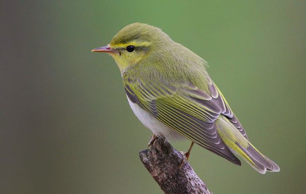 Rainbirder_-_Wood_Warbler_Phylloscopus_sibilatrix.jpg