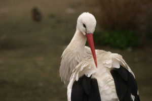 stork-close-up-1531518