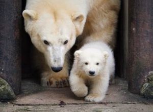 Jääkaru Friida koos 3-kuuse pojaga Foto: Inari Leiman
