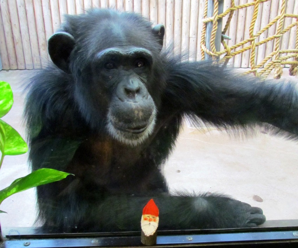 Šimpansite jõulupuu