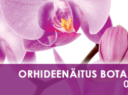 Orhideenäitus.png