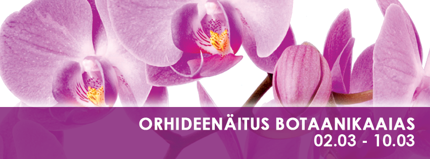 Kevadine orhideenäitus Tallinna Botaanikaaias on saanud oodatud sündmuseks lillesõprade seas