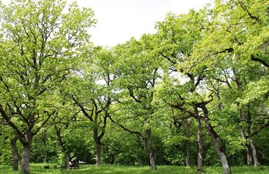 Rakvere linn korraldab 11. mail heategevuslikud metsaistutamise talgud
