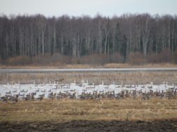 Täna-jõustusid-looduskaitseseaduse-muudatused.jpg