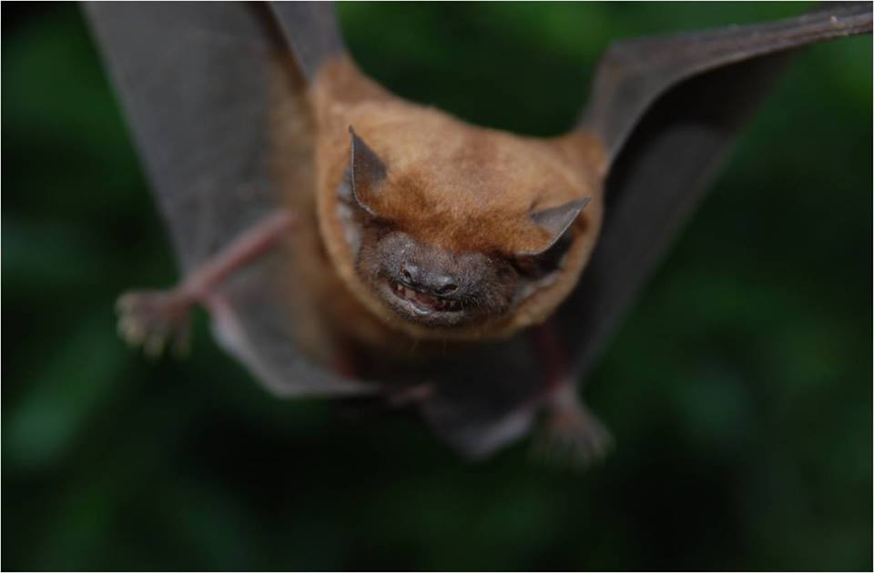 Loodusmuuseum kutsub nahkhiiri avastama
