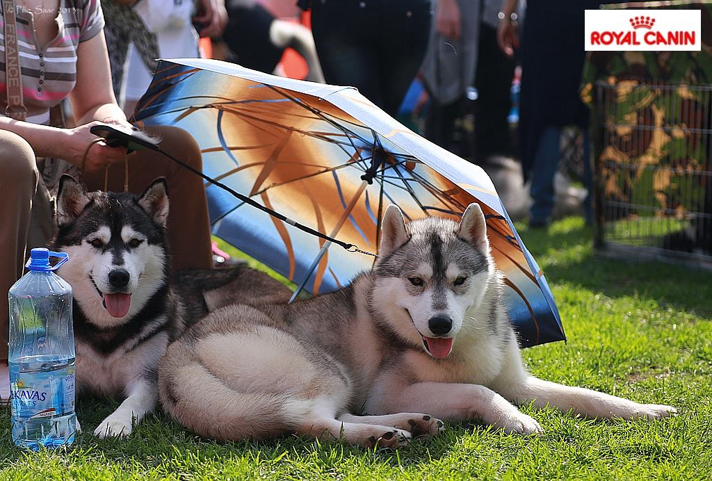 Nädalavahetusel astub rahvusvahelisel koertenäitusel üles Eesti sõnakuulelikum koer