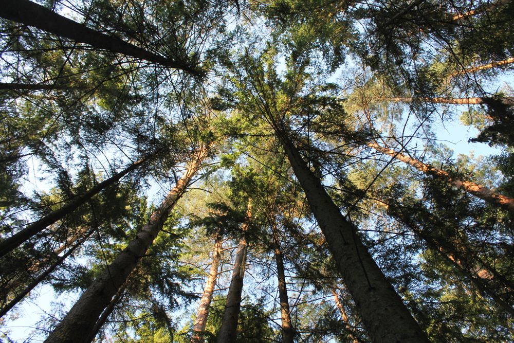 Aasta hiie sõbra aunime pälvisid Vaivara valla elanikud