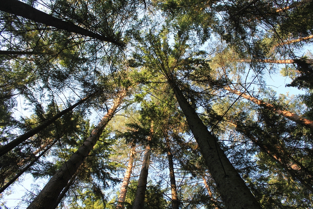 Eesti parimad noored metsatundjad õpivad Prantsuse Lütseumis