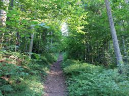 Metsanädal-viib-metsanduse-eksperdid-koolidesse-teadmisi-jagama.jpg