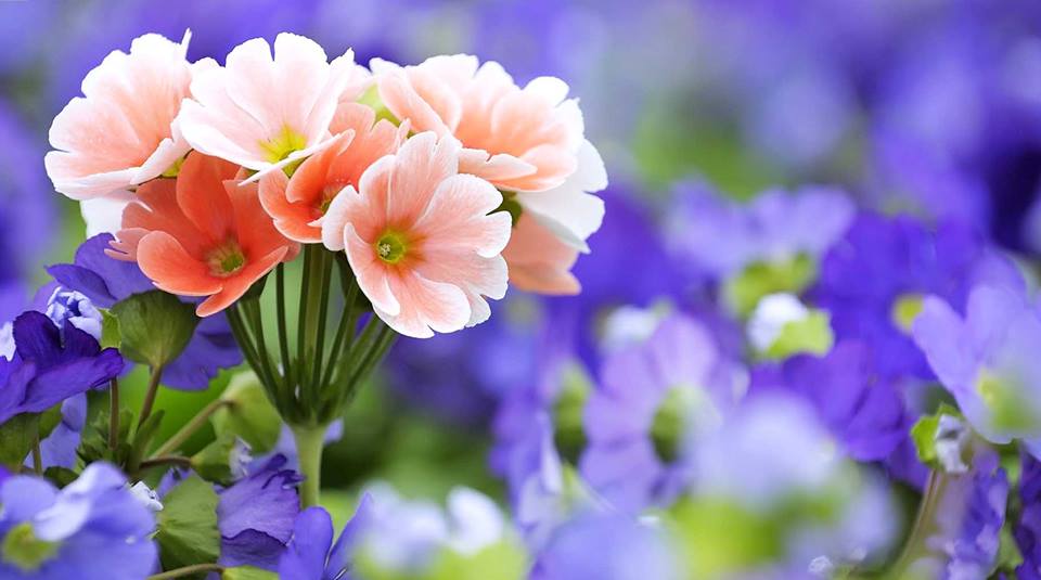 Tallinna lillefestival avatakse 23. mail