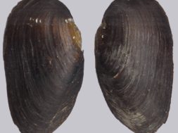 Margaritifera_margaritifera-buiten.jpg