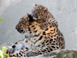 amuuri-leopard-pojaga_foto-Signe-Kalgan.jpg