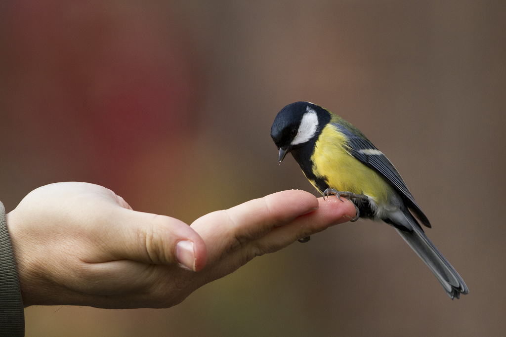 AASTA LIND! Ornitoloogid valisid 2016. aasta tiivuliseks rasvatihase
