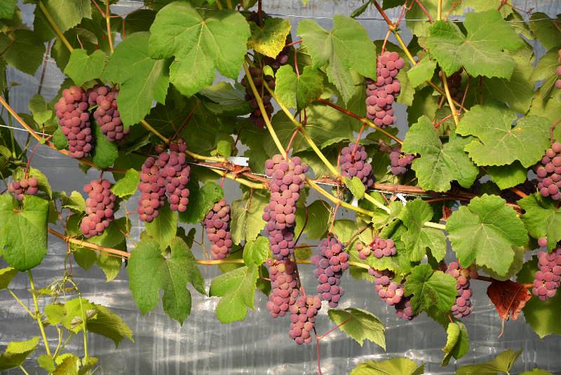 KODUMAISED VIINAMARJAD! Botaanikaaias eksponeeritakse kohalikke viinamarju