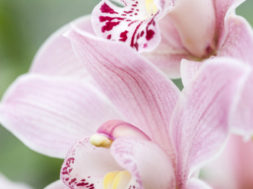 Cymbidium_3.jpg