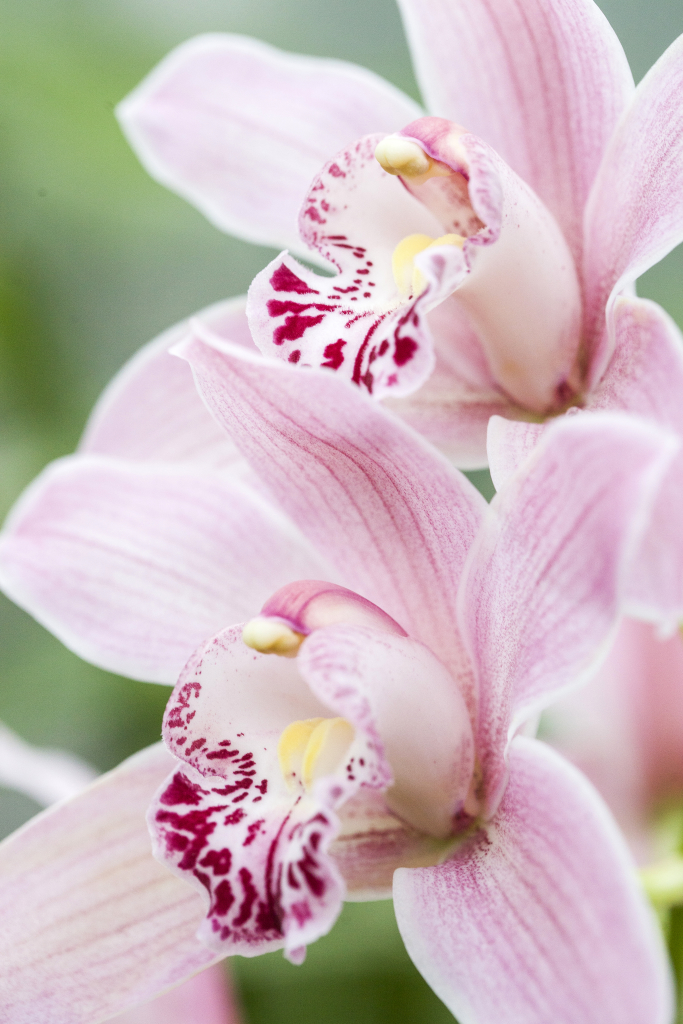ORHIDEENÄITUS! Botaanikaaias avati orhideede näitus