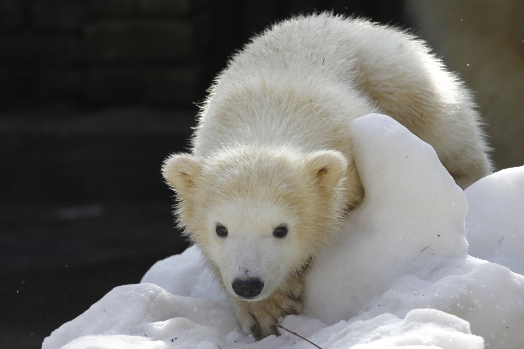HEATEGEVUSLIK PÄEV JÄÄKARUDE TOETUSEKS NARVAS! Jääkaru päev Narvas viib arktiliste karude mured piirilinna elanikele lähemale