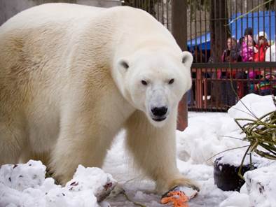 PÄÄSTAME JÄÄKARU! Algas loomaaia joonistusvõistlus “Päästame jääkaru”