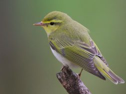 Rainbirder_-_Wood_Warbler_Phylloscopus_sibilatrix.jpg