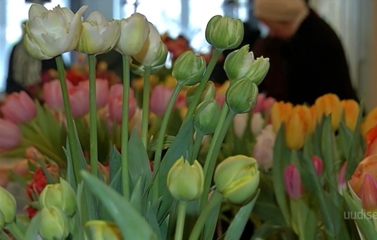 Video! Kevadpealinnas Türil näidatakse tulbipäevadel lilleilu