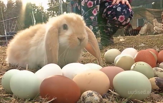Video! Järvamaa talus munevad kanad värvilisi mune