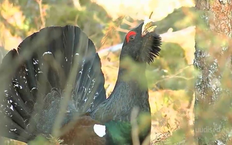 Video! Eesti juubeliaasta lind on metsis